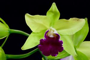 Cattleya Star Garden