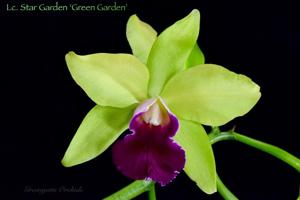 Cattleya Star Garden