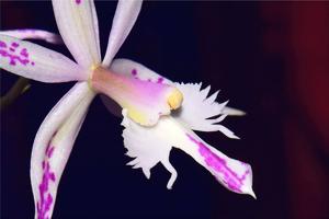 Bardendrum spectabilis-criniferum