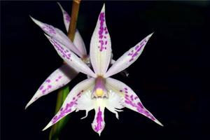 <i>Bardendrum</i> spectabilis-criniferum