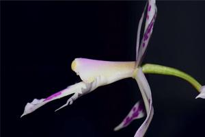 Bardendrum spectabilis-criniferum