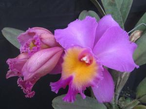 Rhyncholaeliocattleya Triumphal Coronation