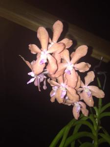 Vanda Hatos Sunset