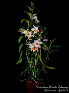 Dendrobium Hiroshi Tokunaga