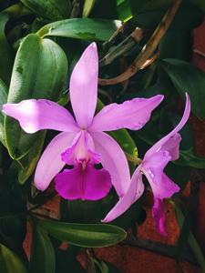 <i>Cattleya</i> Wong Siew Kwun