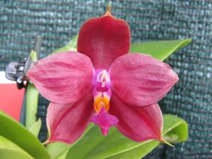 Phalaenopsis Lyndon Coral Bear