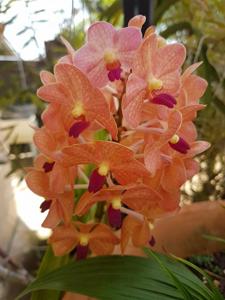 <i>Vandachostylis</i> Melana's Halloween Party