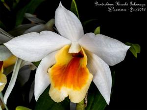 Dendrobium Hiroshi Tokunaga