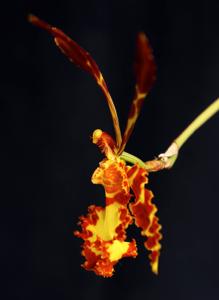 Psychopsis Kramvers de Paris