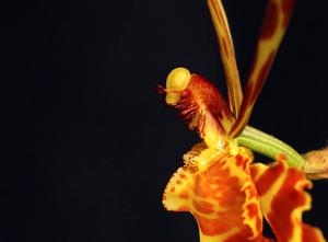 Psychopsis Kramvers de Paris