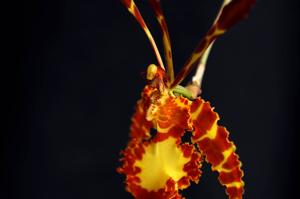 Psychopsis Kramvers de Paris