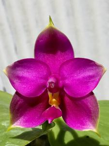 Phalaenopsis Samera