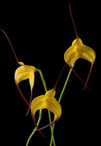 Masdevallia Cassiope