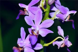 Phalaenopsis Purple Gem