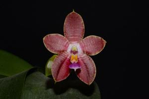 Phalaenopsis Dragon's Fire