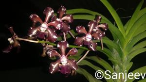 Vanda Bangkok Brown