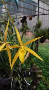 Brassocattleya DiPozzi Con Brio