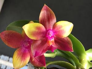 Phalaenopsis Meidarland Kaiulani