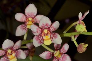 Sarcochilus Velvet