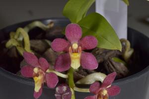 Sarcochilus Velvet