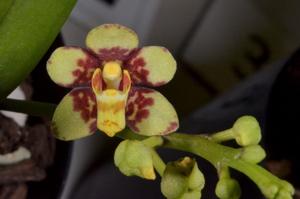 Sarcochilus Belmont Rose