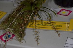 Peristorrhiza Surreal