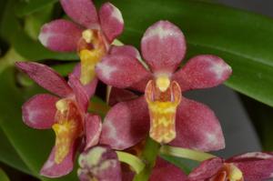 Sarcochilus Velvet