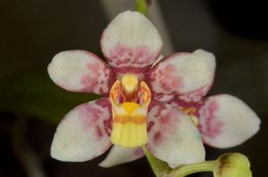 Sarcochilus Velvet