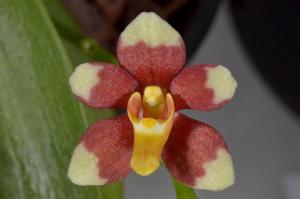 Sarcochilus Velvet