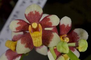 Sarcochilus Velvet