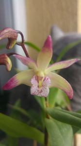 Dendrobium Ku-Ring-Gai