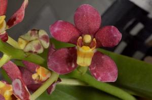 Sarcochilus Velvet