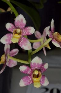 Sarcochilus Velvet