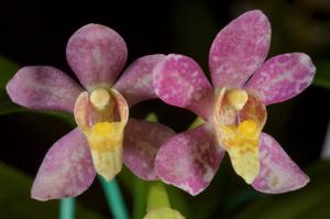 Sarcochilus Nicky