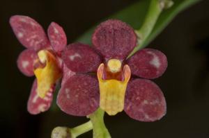 Sarcochilus Cindy