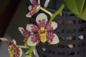 Sarcochilus Belmont Rose