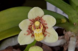 Sarcochilus River Mist