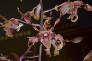 Dendrobium Fraser's Mosaic Spiral