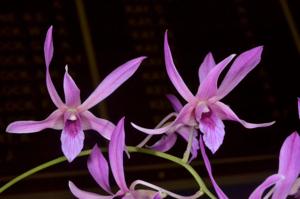 Dendrobium Cunningham