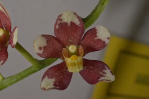 Sarcochilus Layla