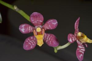 Sarcochilus Velvet-Bessie