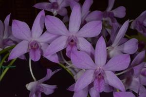 Dendrobium Warringah
