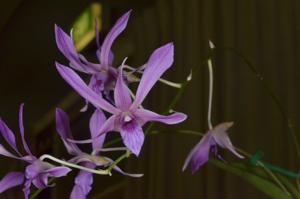 Dendrobium Cunningham