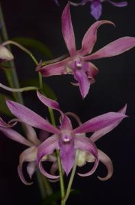 Dendrobium Bucko