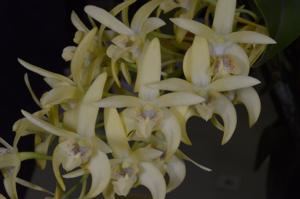 Dendrobium Aussie's Limelight