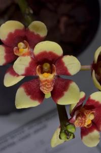 Sarcochilus Misty's Twin