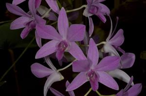 Dendrobium Warringah