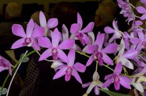 Dendrobium Warringah