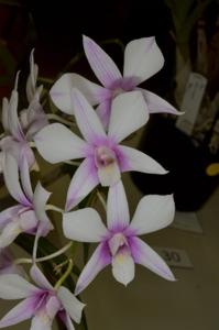 Dendrobium Vern Frampton