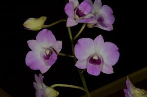 Dendrobium Topaz Sweet